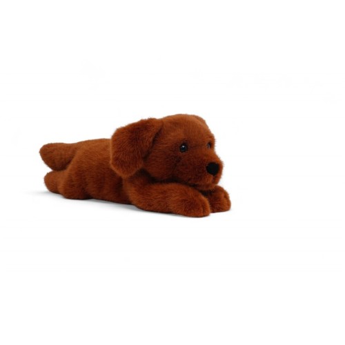 BUDDY- LABRADOR