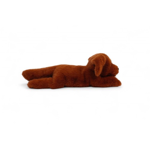 BUDDY- LABRADOR