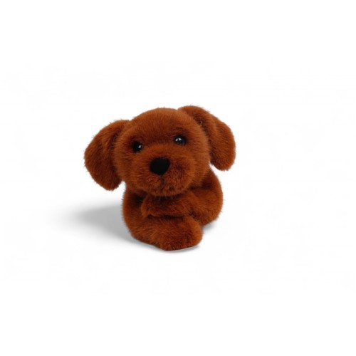 BUDDY- LABRADOR