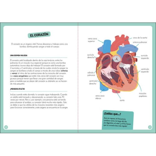 DESCUBRIENDO MI CUERPO